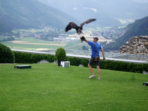Falconry show at the Landskron castle